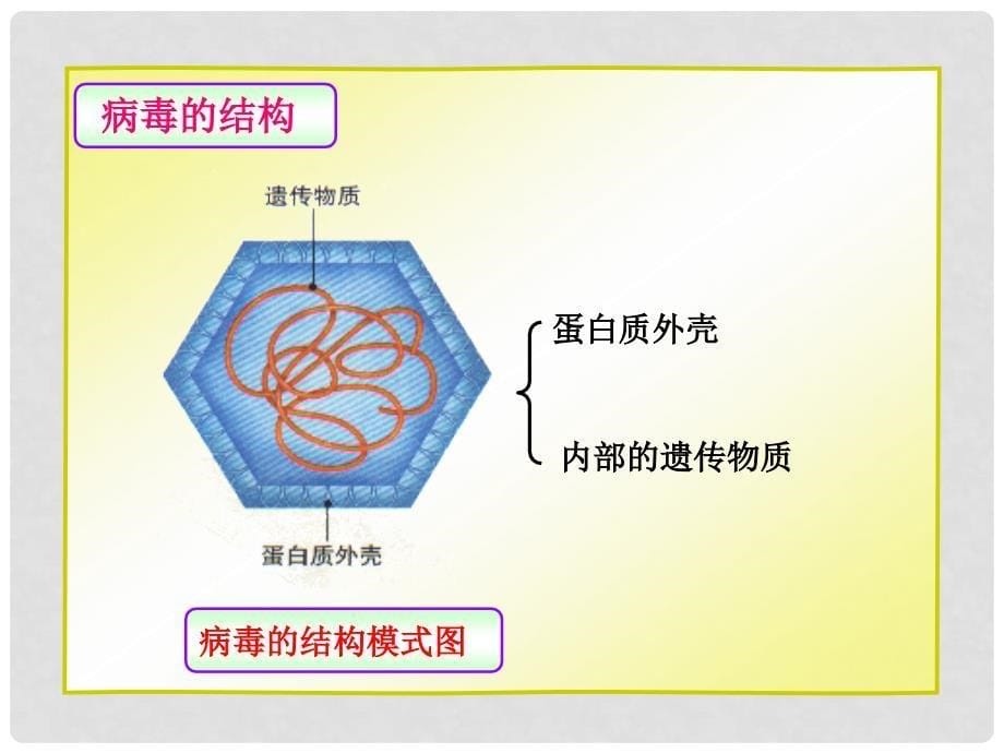 七年级生物上册 第二单元第三章第一节病毒课件 济南版_第5页