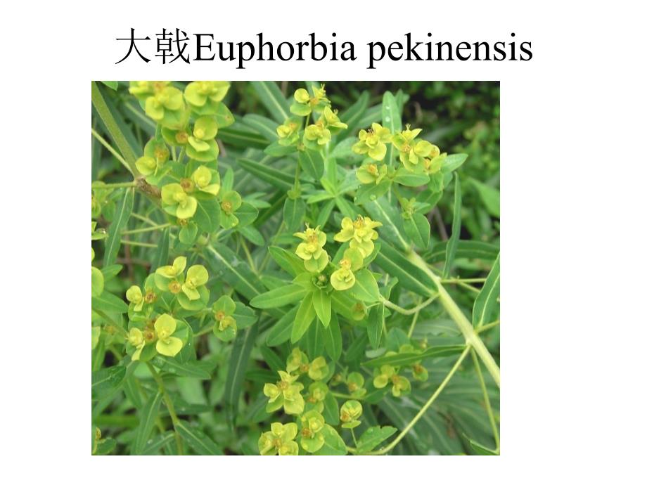 植物学教学课件：大戟目Euphorbiale_第4页