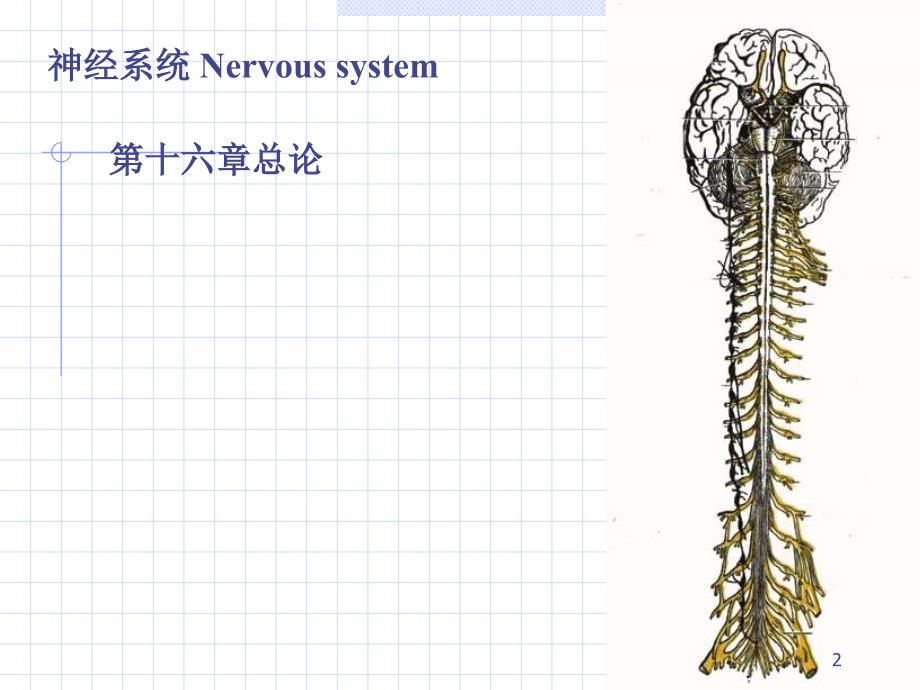 周围神经总论脊神经PPT文档_第2页