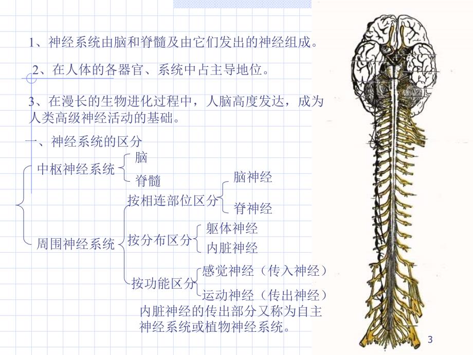 周围神经总论脊神经PPT文档_第3页