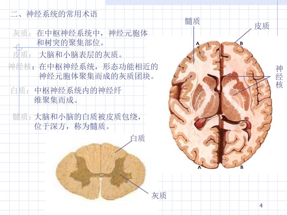 周围神经总论脊神经PPT文档_第4页