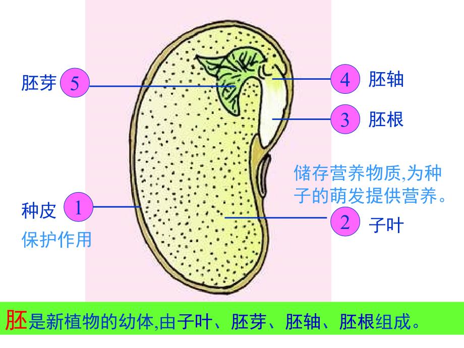 人教部编版七年级初一生物上册-种子的萌发-名师教学PPT课件()_第1页