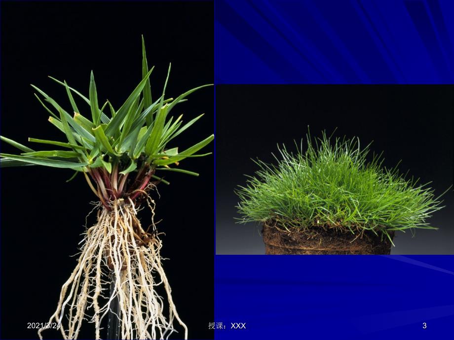 草坪质量评定PPT课件_第3页
