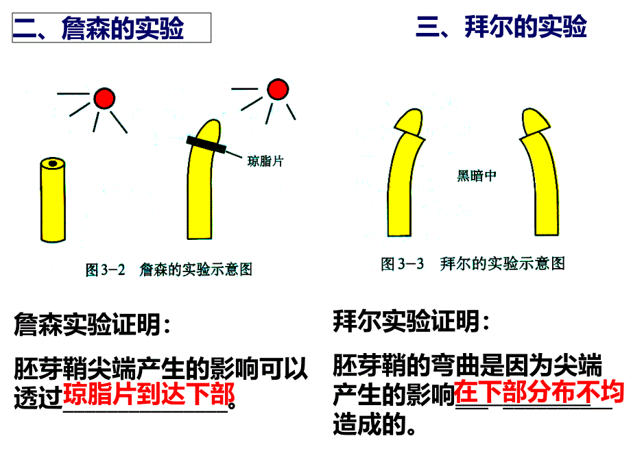 高三生物一轮复习植物的激素调节_第3页