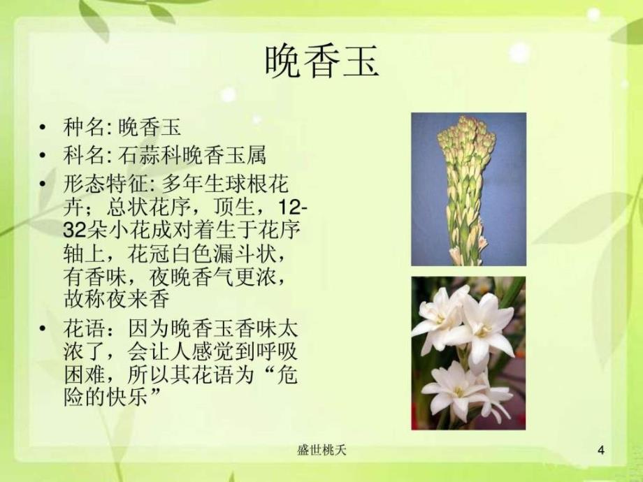 常见插花花130种_第4页