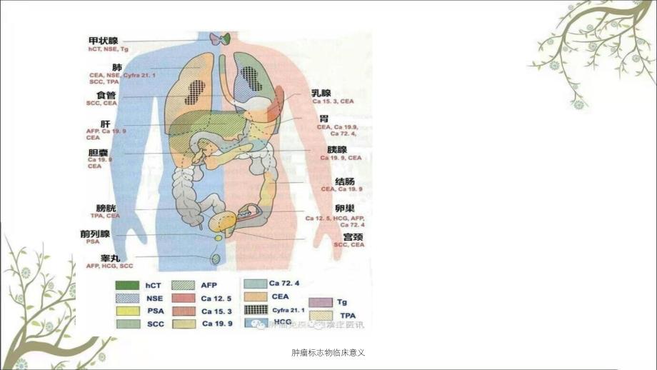 肿瘤标志物临床意义_第3页