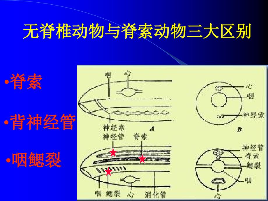 脊索动物门主要特征曾燏_第3页