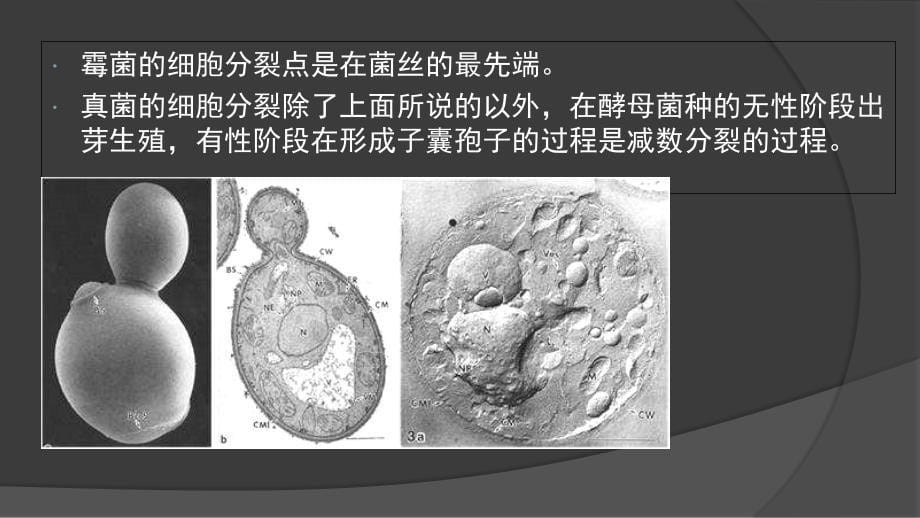 细菌的细胞分裂_第5页