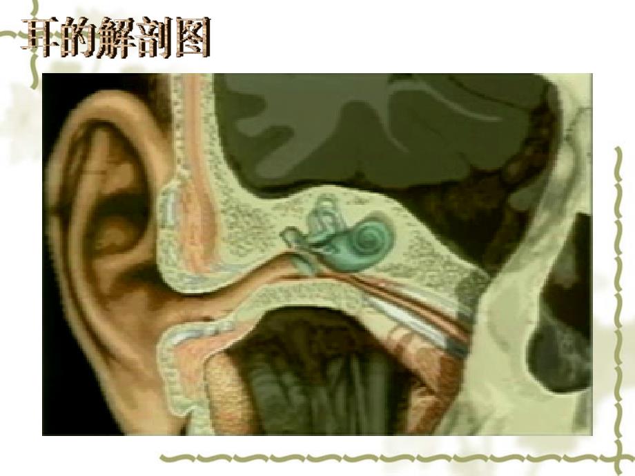 第15章_第2节耳与听觉_第2页