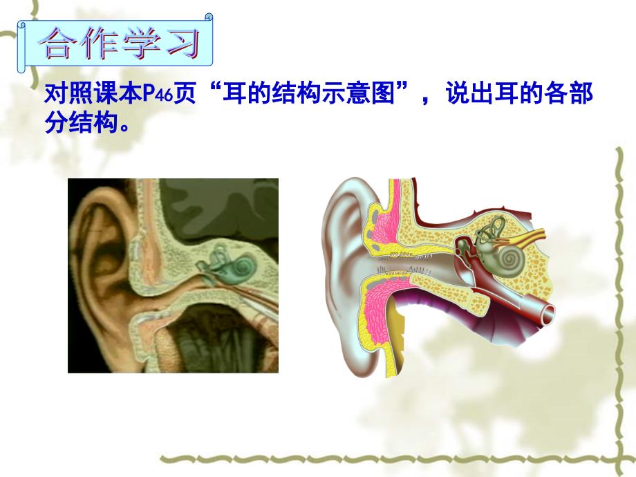 第15章_第2节耳与听觉_第3页