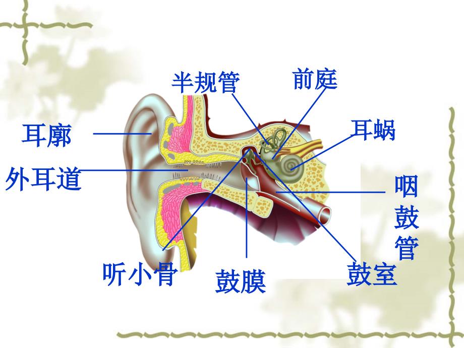 第15章_第2节耳与听觉_第4页