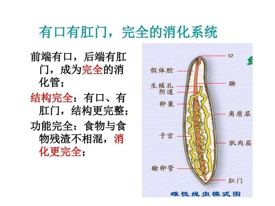 人教版八年级生物上册《第一章_第二节_线形动物和环节动物》课件5[1]_第5页