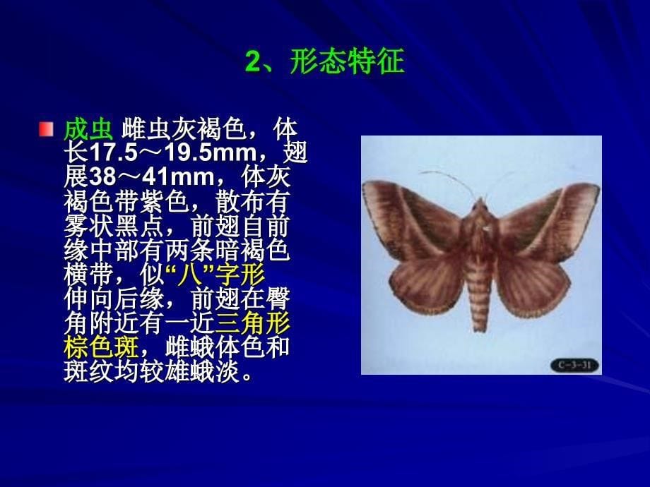 园林植物病虫害防治课件14_第5页