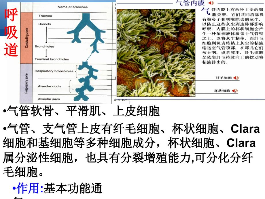 麻醉期间呼吸管理指南_第3页