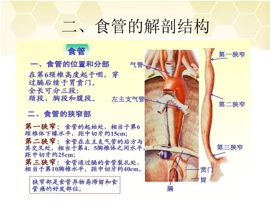 《食管癌根治术》PPT课件.ppt_第4页