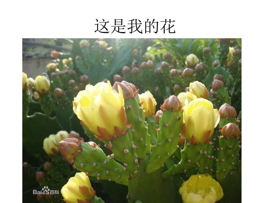 仙人掌的成长过程_第5页