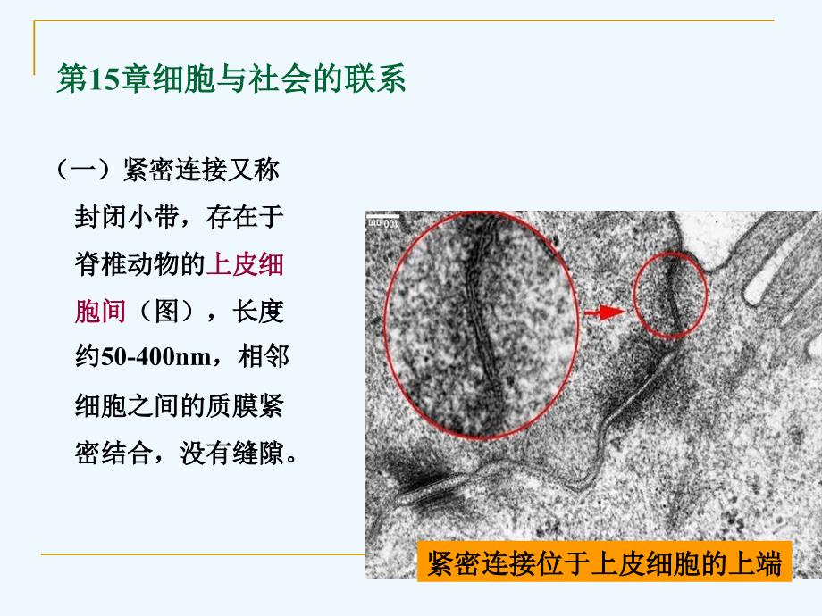 第15章细胞与社会的联系_第3页