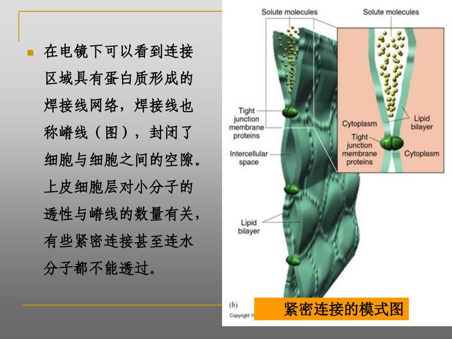 第15章细胞与社会的联系_第4页