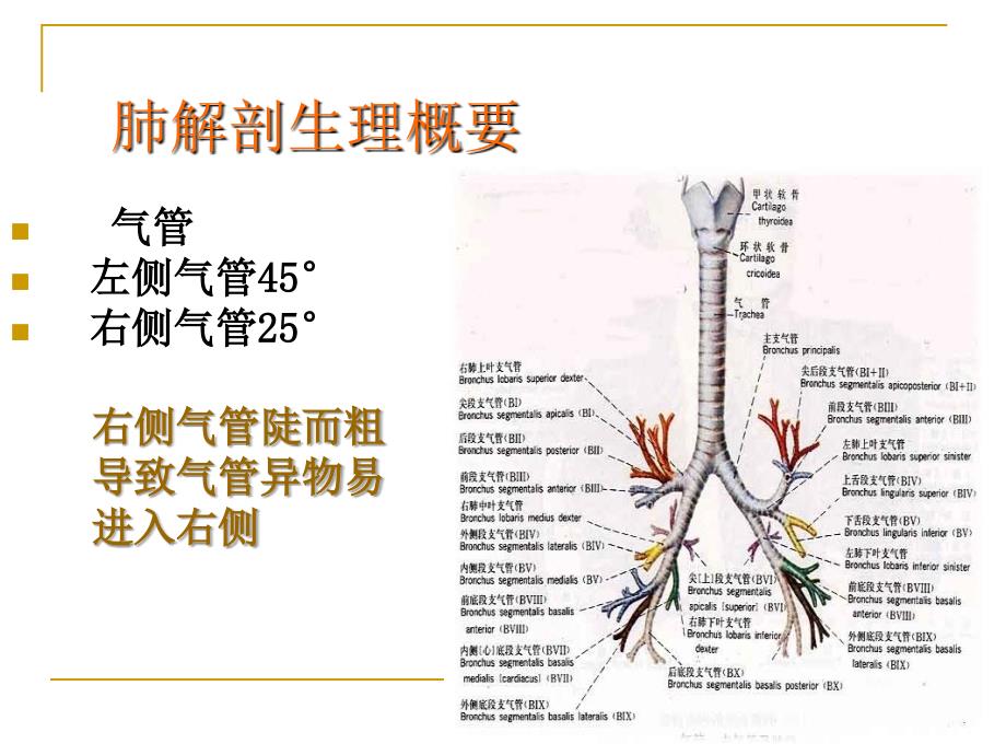 肺癌的疾病常规及护理要点_第2页