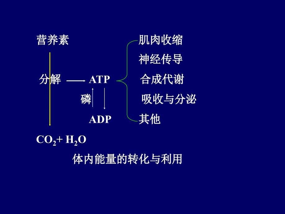 17.1.1营养学基础能量_第5页