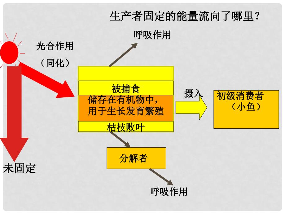 高中生物 第五章 第二节 生态系统的能量流动课件5 新人教版必修3_第3页