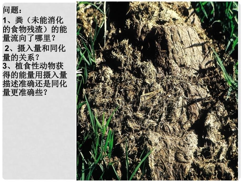 高中生物 第五章 第二节 生态系统的能量流动课件5 新人教版必修3_第5页