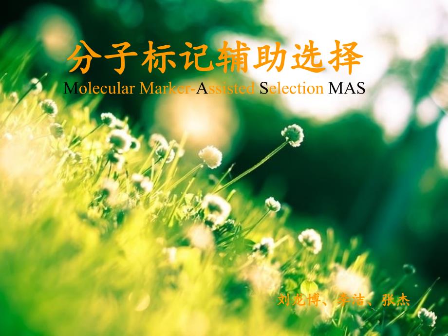 分子标记辅助育种MAS_第1页