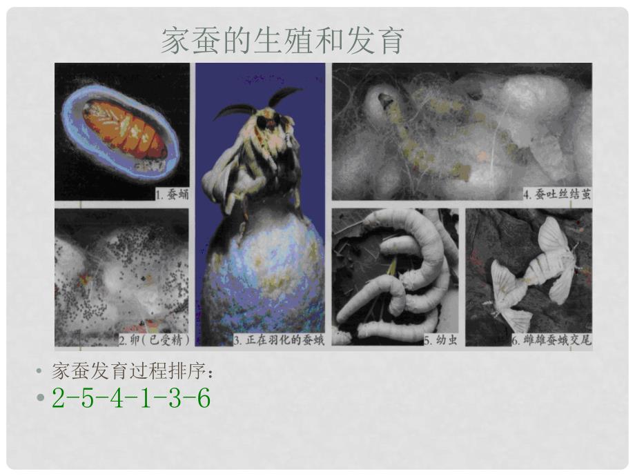 贵州省黔东南州剑河县久仰民族中学八年级生物下册 1.2 昆虫的生殖和发育课件1 （新版）新人教版_第4页