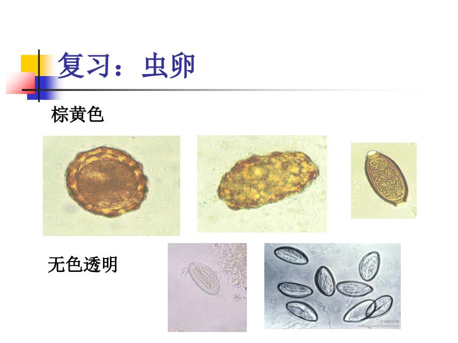 人体寄生虫钩虫丝虫PPT优秀课件_第2页