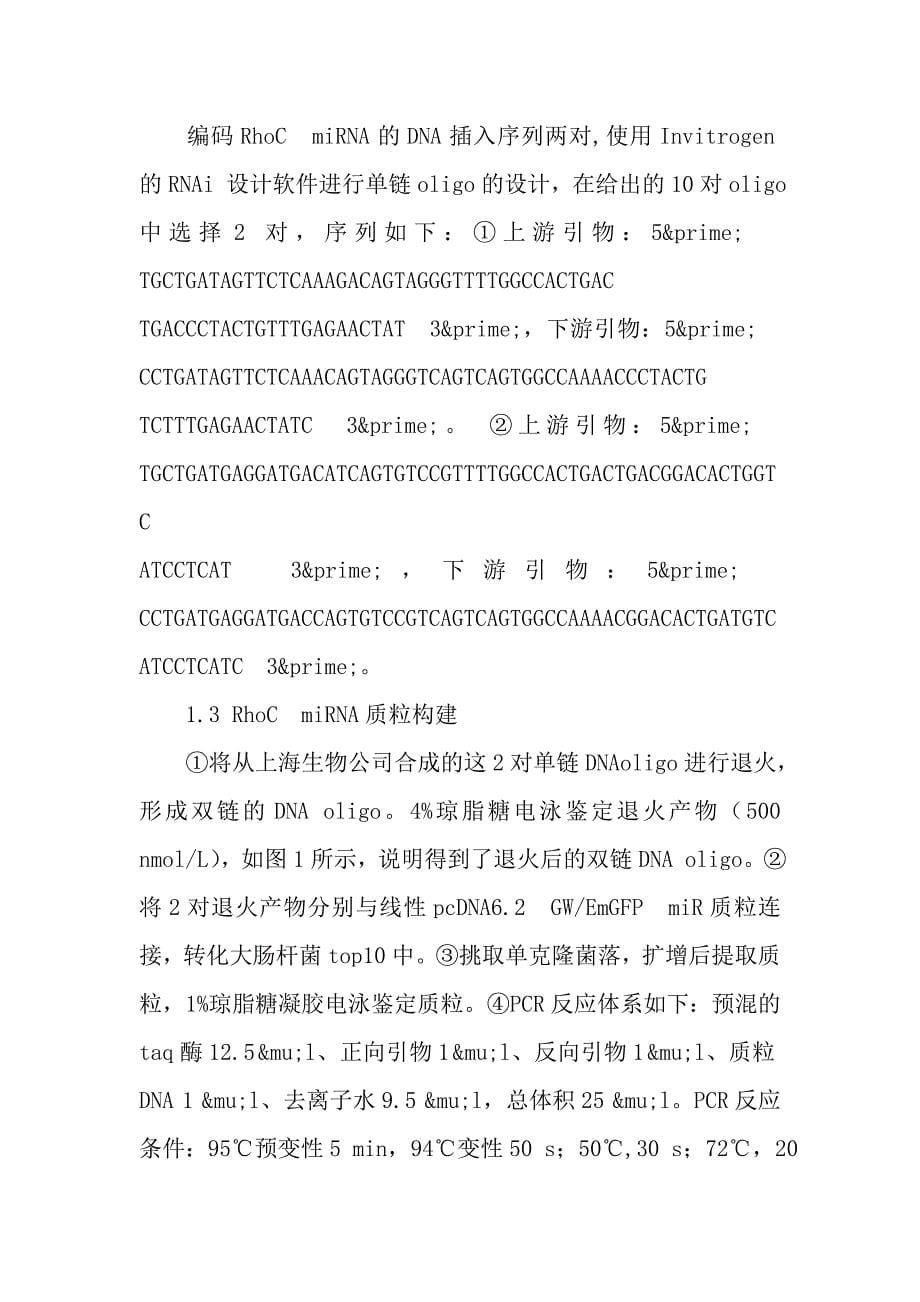 RhoCmiRNA真核表达载体的构建及其在卵巢癌细胞系中稳定表达.doc_第5页