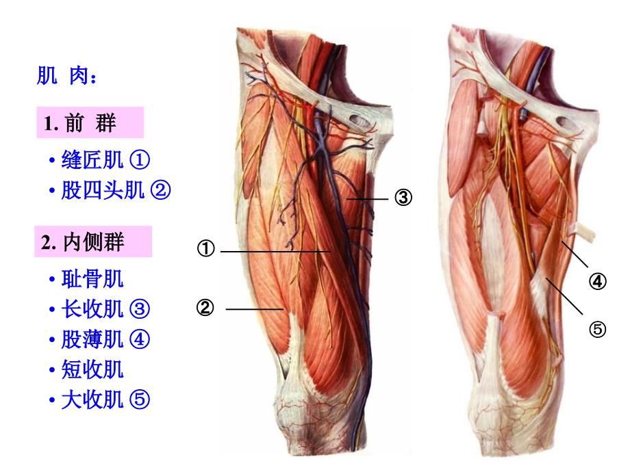 股前内侧区PPT课件_第4页