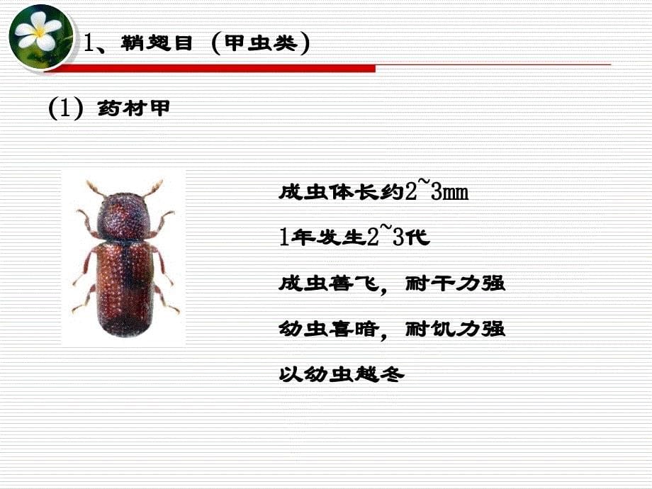 中药的保养护PPT课件_第5页