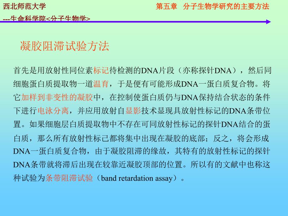 分子生物学的研究方法-DNA-蛋白质相互作用.ppt_第2页