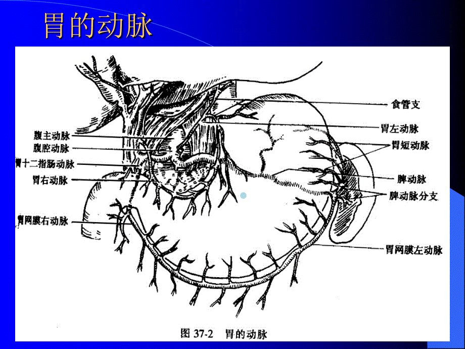 胃十二指肠溃疡的疾病病人的护理课件_第3页