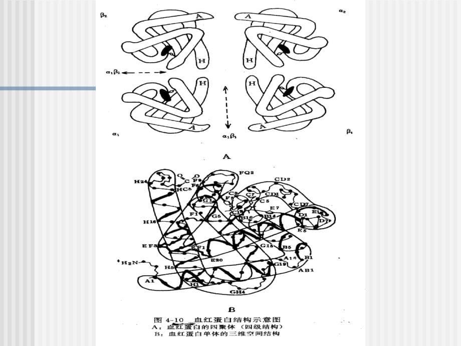 第八章生化遗传学_第5页