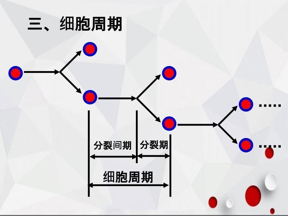 生物细胞增殖课件_第5页