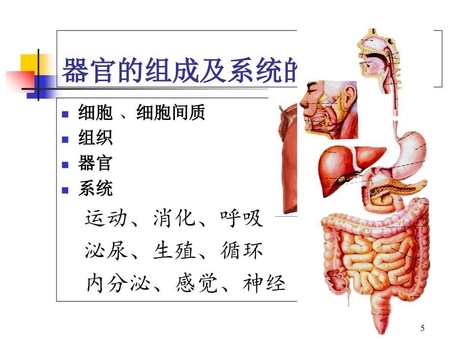 人体解剖学1运动系统_第5页