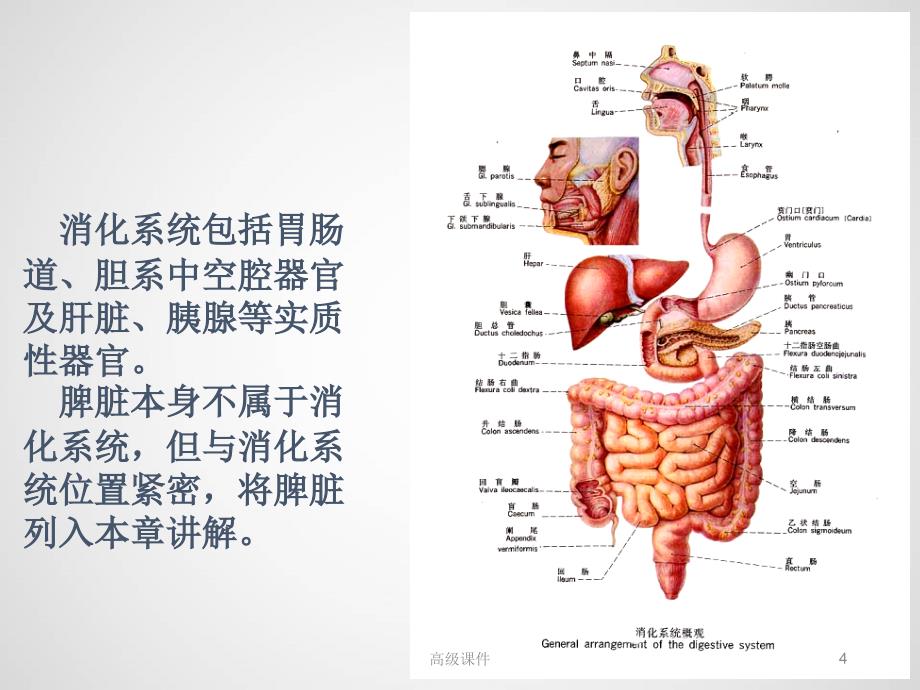 第一节-消化系统正常影像表现#高等教育_第4页