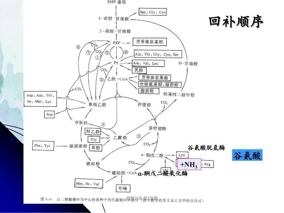 微物代谢第1学期_第5页