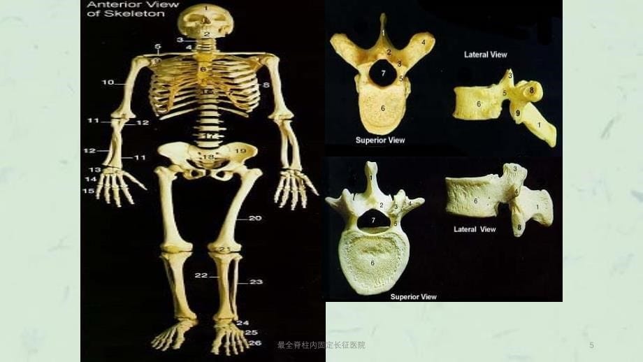 最全脊柱内固定长征医院课件_第5页