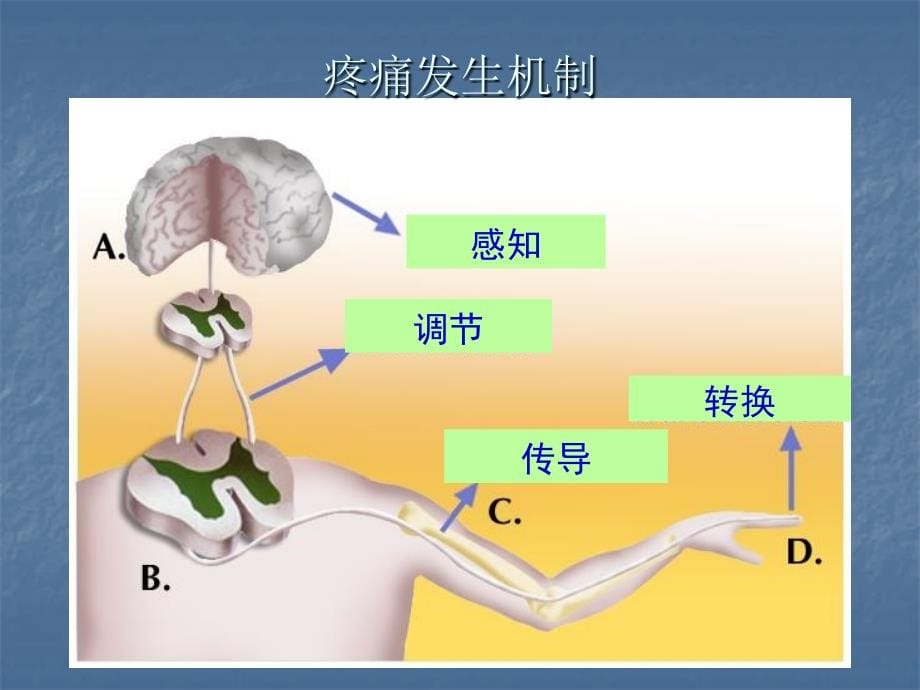 术后镇痛讲义医学医药_第5页