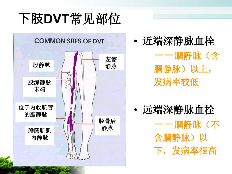 骨科深静脉血栓的预防及护理_第4页