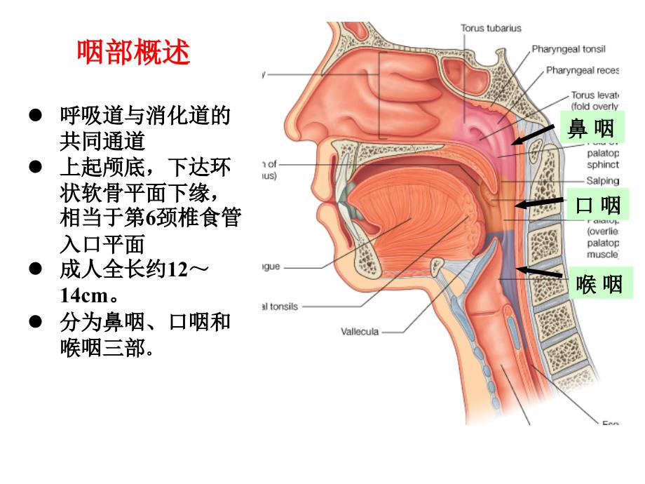 咽讲稿咽部解剖课件_第2页