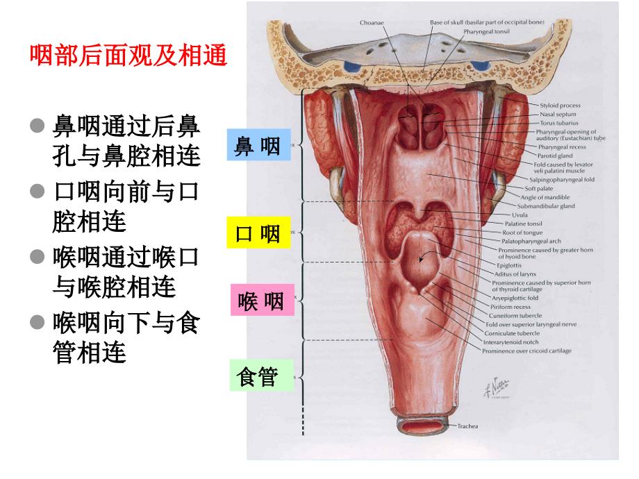 咽讲稿咽部解剖课件_第3页