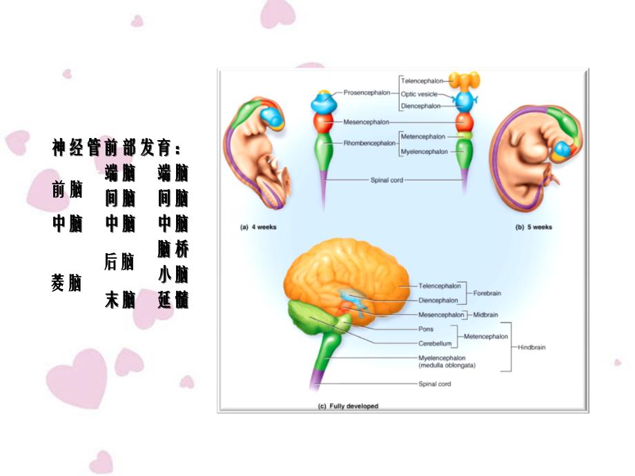 脑干外形课件_第3页