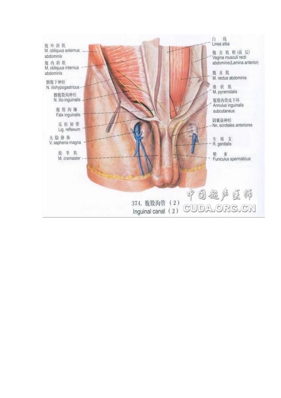 腹股沟区的解剖_第2页