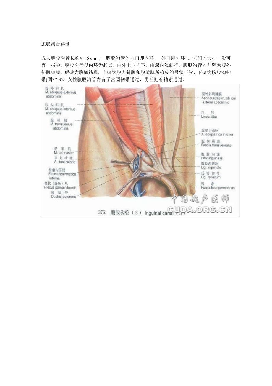 腹股沟区的解剖_第4页