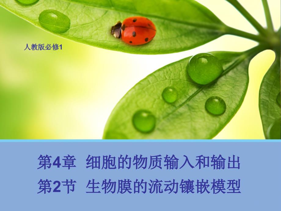 生物膜的流动镶嵌模型_第1页