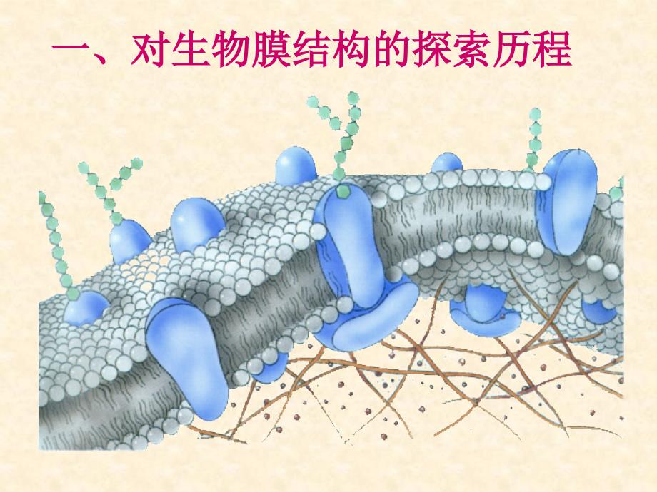 生物膜的流动镶嵌模型_第4页