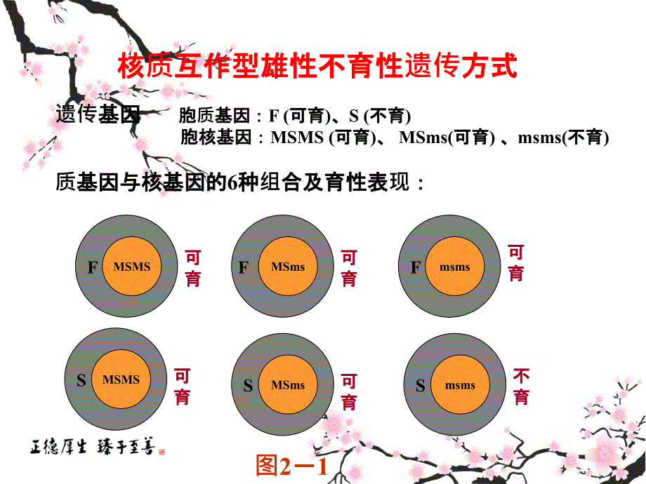 三系杂交稻繁殖制种技术_第3页